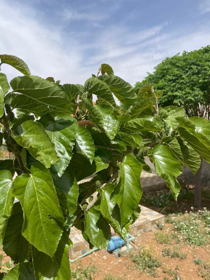 Al-Qasr مزرعة النجم Najem Farmヴィラ エクステリア 写真